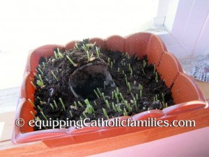 sprouting grass kit